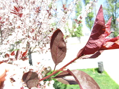 Prunus cistena