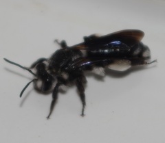 Andrena agilissima