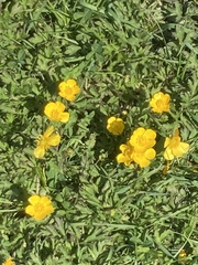 Ranunculus repens
