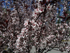 Prunus cistena