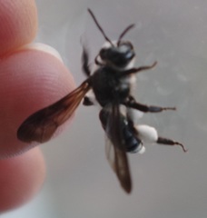 Andrena agilissima
