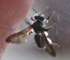Andrena agilissima