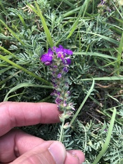 Dalea lasiathera