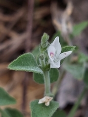Carlowrightia torreyana