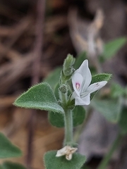 Carlowrightia torreyana