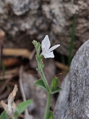 Carlowrightia torreyana