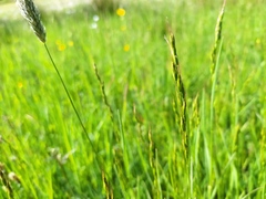 Bromus racemosus