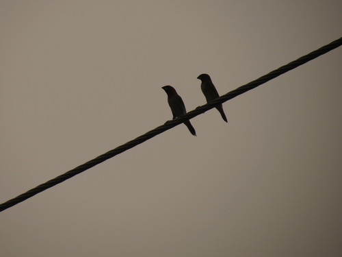 Scaly-breasted Munia