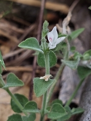 Carlowrightia torreyana