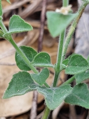 Carlowrightia torreyana