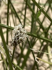 Carex colchica