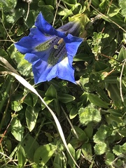 Gentiana acaulis