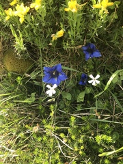 Gentiana acaulis