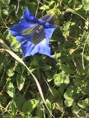 Gentiana acaulis
