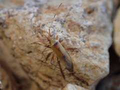 Creontiades rubrinervis