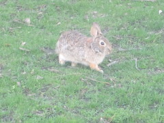Sylvilagus floridanus