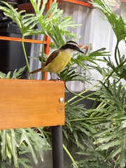 Pitangus sulphuratus