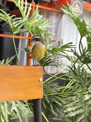 Pitangus sulphuratus