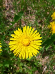 Taraxacum officinale