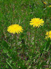 Taraxacum officinale