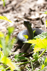 Vipera nikolskii