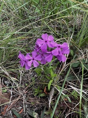 Phlox amoena