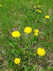 Taraxacum officinale