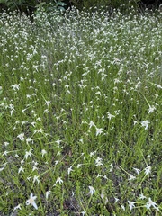 Rhynchospora colorata image