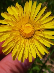 Taraxacum officinale