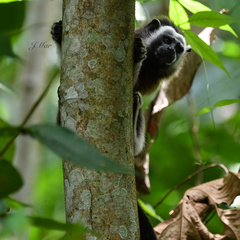Saguinus leucopus