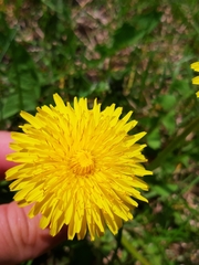 Taraxacum officinale