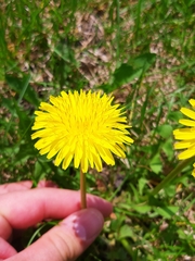 Taraxacum officinale