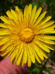 Taraxacum officinale