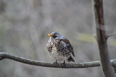 Turdus pilaris
