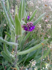 Anchusa officinalis