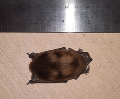 Nycticeius humeralis