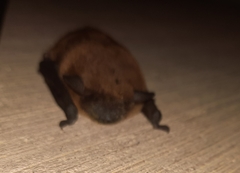 Nycticeius humeralis