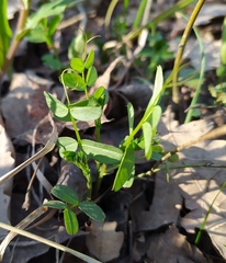 Vicia sylvatica