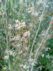 Capsella bursa-pastoris