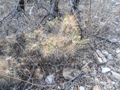 Opuntia pumila