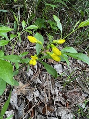 Thermopsis mollis