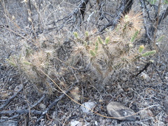 Opuntia pumila