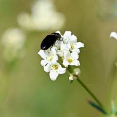 Galium glaucum