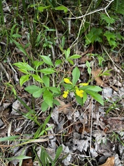 Thermopsis mollis