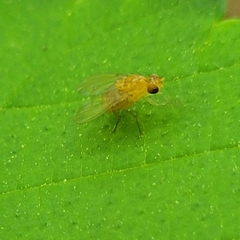 Neogriphoneura