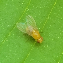 Neogriphoneura
