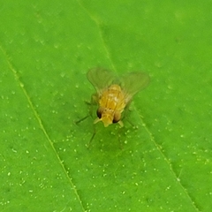 Neogriphoneura