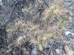Opuntia pumila