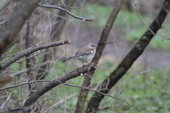 Turdus pilaris