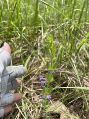 Scutellaria parvula australis